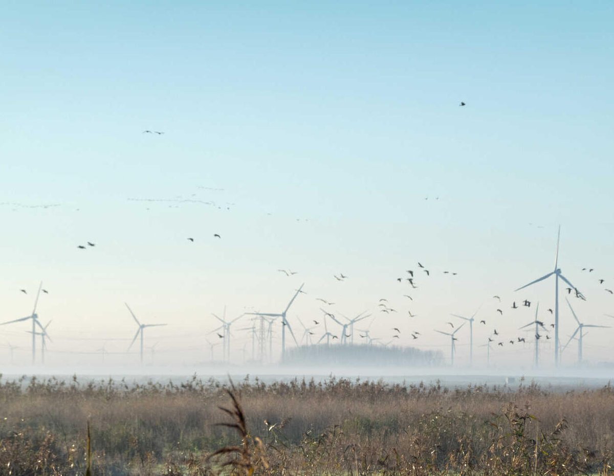 Zabíjejí větrníky opravdu tolik ptáků?